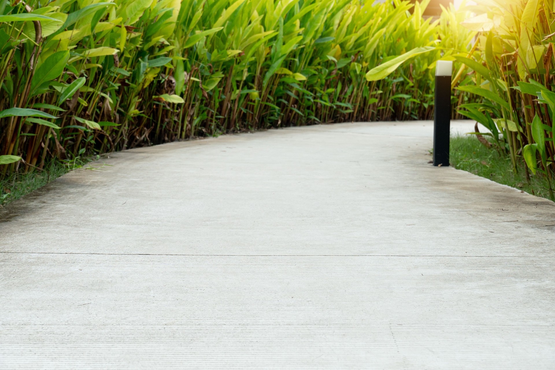Curved concrete pathway lined with lush green foliage.